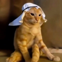 Arab cat
