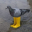 Pigeon In Yellow Boots